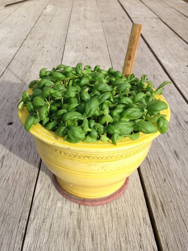 thinning basil seedlings